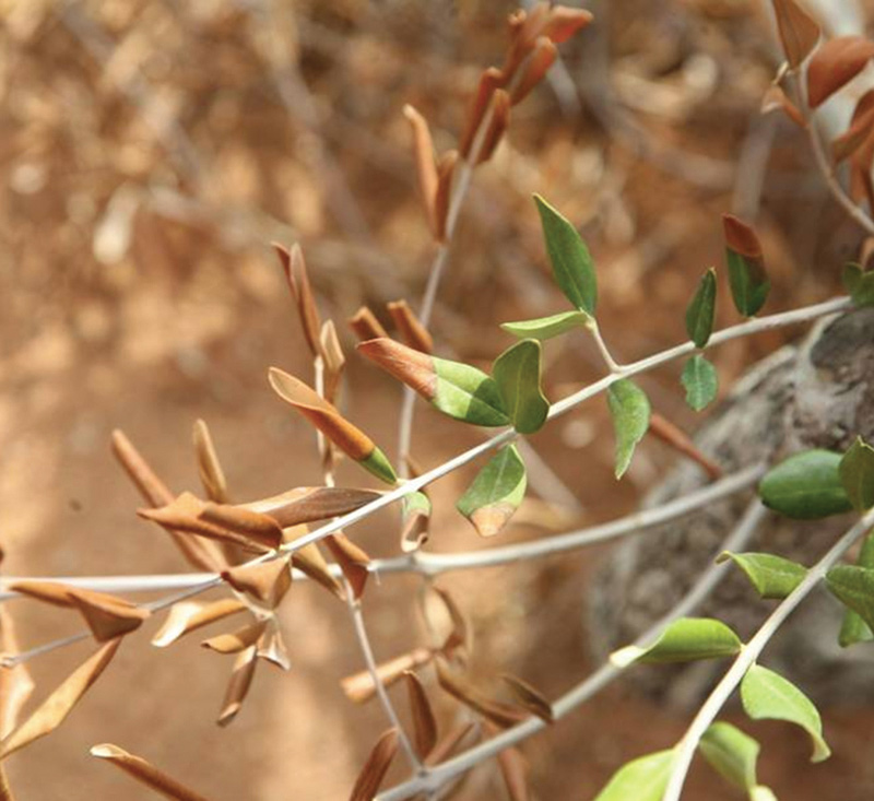 xylella_quadrata